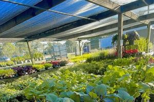 Your Local Whitten's Nursery & Garden Center Oasis! | The Ultimate Gardening Guide: Grow a Thriving Garden Year-Round