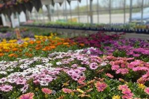 Visit Wayside Garden Center Buffalo Sheridan: Your Green Oasis! | The Ultimate Gardening Guide: Grow a Thriving Garden Year-Round