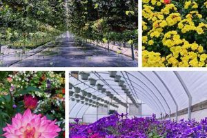 Your Brady's West Garden Center Guide: Plants & More! | The Ultimate Gardening Guide: Grow a Thriving Garden Year-Round