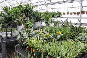 Your Dream Hillside Garden Center: Plants, Tips & More! | The Ultimate Gardening Guide: Grow a Thriving Garden Year-Round