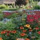 Find Top Garden Center Erie PA: Your Local Guide! | The Ultimate Gardening Guide: Grow a Thriving Garden Year-Round