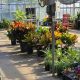Visit Cedar Grove Garden Center NJ: Plants & More! | The Ultimate Gardening Guide: Grow a Thriving Garden Year-Round