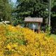 Your Local Piedmont Garden Center: Plants, Supplies & More | The Ultimate Gardening Guide: Grow a Thriving Garden Year-Round