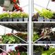 Your Lawn Starts Here: Magnuson Sod & Garden Center Experts | The Ultimate Gardening Guide: Grow a Thriving Garden Year-Round
