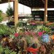 Your Top Houston Garden Center Pearland Guide ➡ | The Ultimate Gardening Guide: Grow a Thriving Garden Year-Round