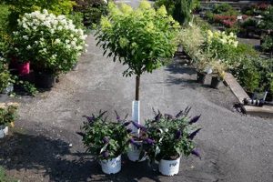 Your Local Wards Nursery & Garden Center: Plants & More! | The Ultimate Gardening Guide: Grow a Thriving Garden Year-Round