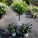 Your Local Wards Nursery & Garden Center: Plants & More! | The Ultimate Gardening Guide: Grow a Thriving Garden Year-Round