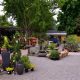 Your Bay Laurel Garden Center: Plants &amp; More! | The Ultimate Gardening Guide: Grow a Thriving Garden Year-Round