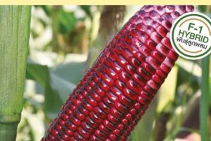 Top Corn Seed for Your Home Garden [+ Guide] | The Ultimate Gardening Guide: Grow a Thriving Garden Year-Round