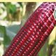Top Corn Seed for Your Home Garden [+ Guide] | The Ultimate Gardening Guide: Grow a Thriving Garden Year-Round