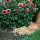 Winter Ready: Putting Straw on Garden for Winter Protection | The Ultimate Gardening Guide: Grow a Thriving Garden Year-Round