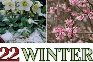 Winter's Bounty: What To Plant in a Winter Garden Guide | The Ultimate Gardening Guide: Grow a Thriving Garden Year-Round