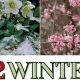 Winter's Bounty: What To Plant in a Winter Garden Guide | The Ultimate Gardening Guide: Grow a Thriving Garden Year-Round