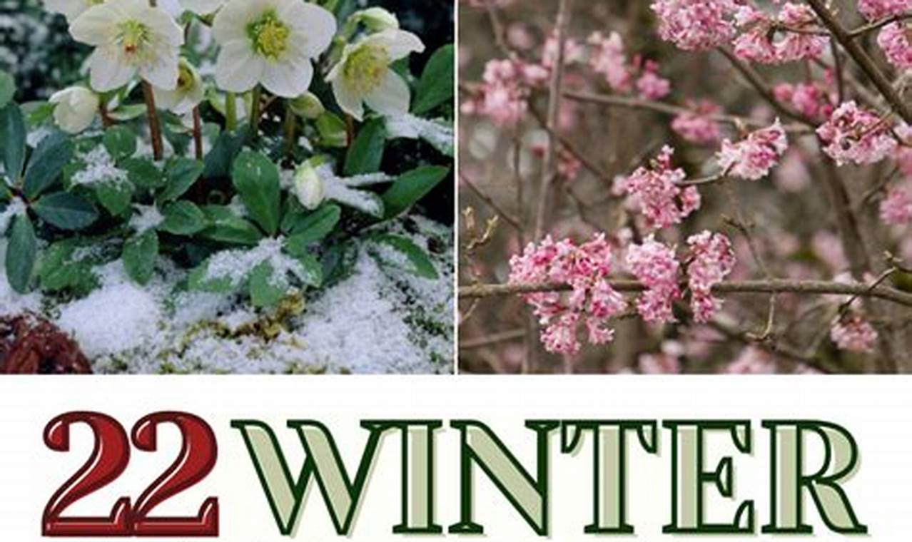 Winter's Bounty: What To Plant in a Winter Garden Guide | The Ultimate Gardening Guide: Grow a Thriving Garden Year-Round