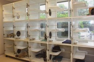 Top Winter Garden Cat Boarding: Safe & Cozy! The Ultimate Gardening Guide: Grow a Thriving Garden Year-Round Top Winter Garden Cat Boarding: Safe & Cozy! | The Ultimate Gardening Guide: Grow a Thriving Garden Year-Round