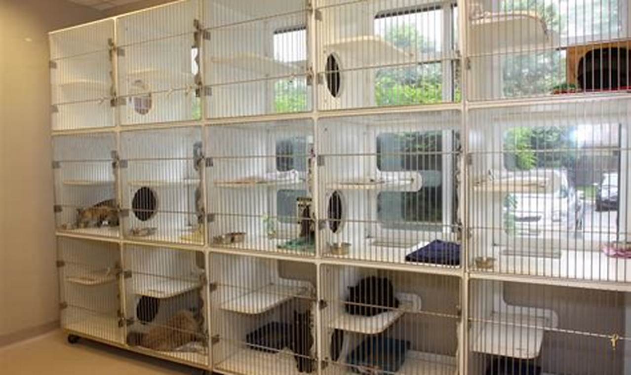 Top Winter Garden Cat Boarding: Safe & Cozy! The Ultimate Gardening Guide: Grow a Thriving Garden Year-Round Top Winter Garden Cat Boarding: Safe & Cozy! | The Ultimate Gardening Guide: Grow a Thriving Garden Year-Round