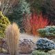 Best Plants for a Winter Garden: Beauty in Bloom | The Ultimate Gardening Guide: Grow a Thriving Garden Year-Round