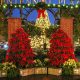 Winter Garden Christmas Lights: Festive Outdoor Magic | The Ultimate Gardening Guide: Grow a Thriving Garden Year-Round