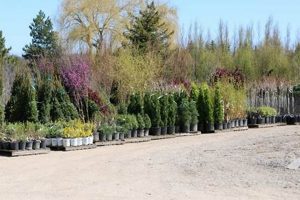 Winter Wonders: Nursery in Winter Garden Tips | The Ultimate Gardening Guide: Grow a Thriving Garden Year-Round