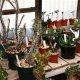 Shop Oakland CA Dry Garden Nursery: Drought Tolerant Plants | The Ultimate Gardening Guide: Grow a Thriving Garden Year-Round