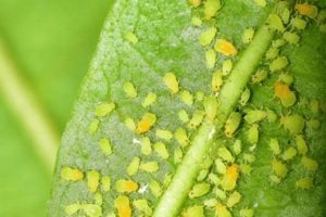 Winter Ready Pest Control Winter Garden Pros | The Ultimate Gardening Guide: Grow a Thriving Garden Year-Round