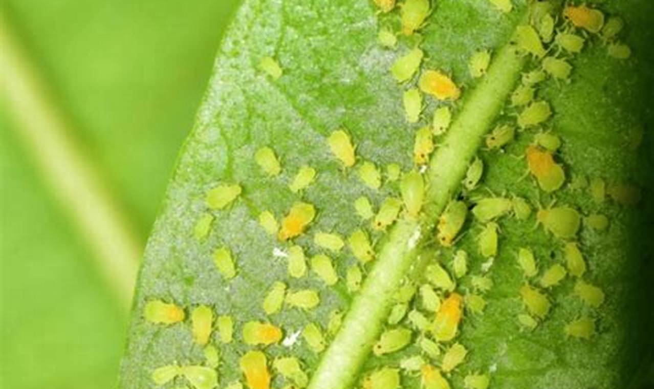 Winter Ready Pest Control Winter Garden Pros | The Ultimate Gardening Guide: Grow a Thriving Garden Year-Round