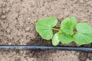 Soaker Hose Secrets: How Long to Leave on Vegetable Garden Tips | The Ultimate Gardening Guide: Grow a Thriving Garden Year-Round