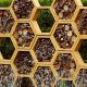 Attract Bees: Bee Homes for the Garden + Benefits! | The Ultimate Gardening Guide: Grow a Thriving Garden Year-Round