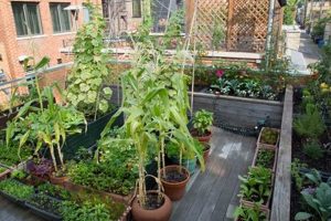Home MGAPgreenhouse: How Much Garden Cost? Tips & Guide The Ultimate Gardening Guide: Grow a Thriving Garden Year-Round Home MGAPgreenhouse: How Much Garden Cost? Tips & Guide | The Ultimate Gardening Guide: Grow a Thriving Garden Year-Round