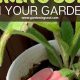 Baking Soda Garden: Tips & Tricks For Healthy Plants! | The Ultimate Gardening Guide: Grow a Thriving Garden Year-Round