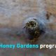 Create Your Own Honey Garden Oasis: Benefits & Tips | The Ultimate Gardening Guide: Grow a Thriving Garden Year-Round