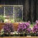 Your Guide to CT Flower & Garden Show Fun 2024! | The Ultimate Gardening Guide: Grow a Thriving Garden Year-Round