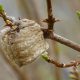Natural Pest Control: Praying Mantis Eggs for Your Garden Now! | The Ultimate Gardening Guide: Grow a Thriving Garden Year-Round