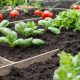 Best Soil for Veg Garden: The Ultimate Garden Guide | The Ultimate Gardening Guide: Grow a Thriving Garden Year-Round