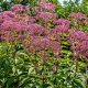 Grow a Stunning Joe Pye Weed Garden: Tips & Ideas | The Ultimate Gardening Guide: Grow a Thriving Garden Year-Round