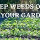 Beyond the Garden: Out of the Garden Growth | The Ultimate Gardening Guide: Grow a Thriving Garden Year-Round