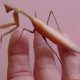Buy Live Praying Mantis For Garden Pest Control Today! | The Ultimate Gardening Guide: Grow a Thriving Garden Year-Round