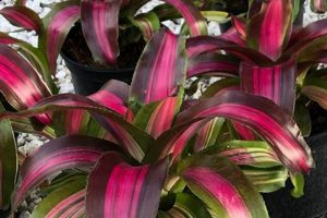 Amplify Garden Sensation: Tips &amp; Secrets! | The Ultimate Gardening Guide: Grow a Thriving Garden Year-Round