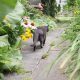 Backyard Garden Cats: Care &amp; Solutions for Garden Life | The Ultimate Gardening Guide: Grow a Thriving Garden Year-Round