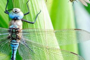 Attract Garden Dragonflies: Your Natural Pest Control The Ultimate Gardening Guide: Grow a Thriving Garden Year-Round Attract Garden Dragonflies: Your Natural Pest Control | The Ultimate Gardening Guide: Grow a Thriving Garden Year-Round