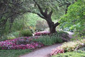 Your Summerland Garden Oasis: Design & Tips | The Ultimate Gardening Guide: Grow a Thriving Garden Year-Round