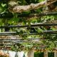 Discover Beaulieu Garden Napa: A Wine Country Oasis | The Ultimate Gardening Guide: Grow a Thriving Garden Year-Round