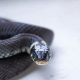 Garden Friend or Foe? Black Snake in Garden Guide | The Ultimate Gardening Guide: Grow a Thriving Garden Year-Round