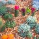 Tiny Oasis: Cactus Garden Ideas & Inspiration | The Ultimate Gardening Guide: Grow a Thriving Garden Year-Round