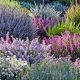 Grow Heathers: A Colorful Garden Guide for You! | The Ultimate Gardening Guide: Grow a Thriving Garden Year-Round