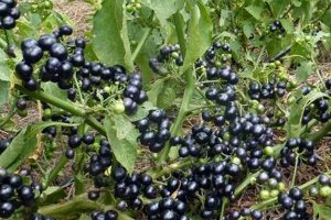 Grow Delicious Garden Huckleberry: Planting & Uses | The Ultimate Gardening Guide: Grow a Thriving Garden Year-Round