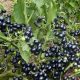 Grow Delicious Garden Huckleberry: Planting & Uses | The Ultimate Gardening Guide: Grow a Thriving Garden Year-Round