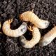 Stop Grubs in Garden: Effective Grub Control &amp; Prevention | The Ultimate Gardening Guide: Grow a Thriving Garden Year-Round