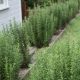 Grow Your Own: Rosemary's Garden Secrets | The Ultimate Gardening Guide: Grow a Thriving Garden Year-Round