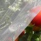 Best Insect Netting Garden: Protect Your Veggies Now! | The Ultimate Gardening Guide: Grow a Thriving Garden Year-Round